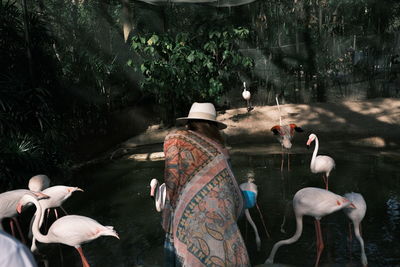 Rear view of birds in lake