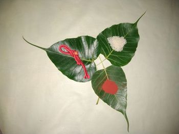 Close-up of red rose on leaves