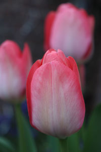 Close-up of pink tulip