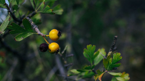 Close-up of fruit growing on plant