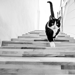 Portrait of cat on staircase