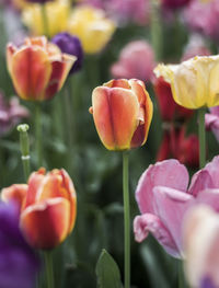 Close-up of tulips blooming outdoors