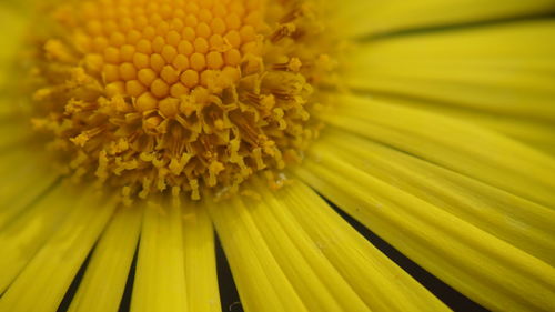 Full frame shot of yellow flower