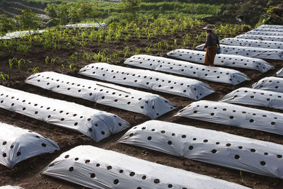 Vegetable plantation on the slopes of mount sumbing, central java 