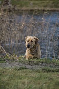 Portrait of dog sitting on grass by lake