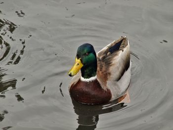 High angle view of duck swimming on lake