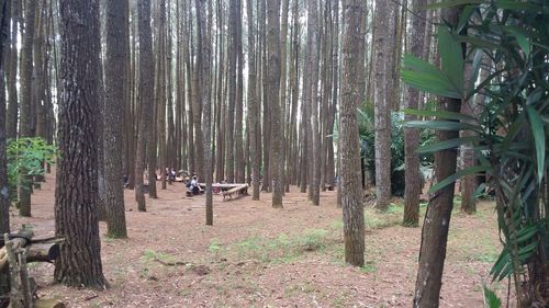 Trees in forest
