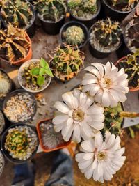 High angle view of potted plants