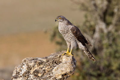 Close-up of bird perching on rock