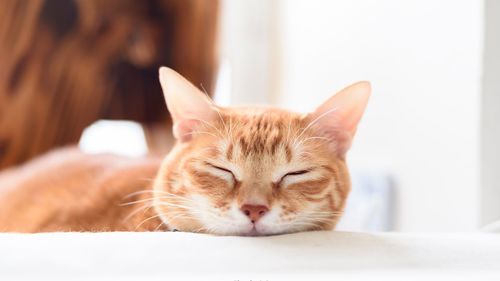 Close-up portrait of ginger cat