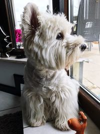 Close-up of a dog looking away at home