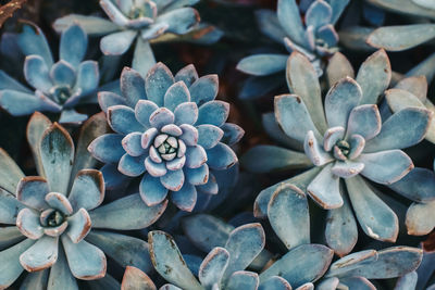 High angle view of succulent plant