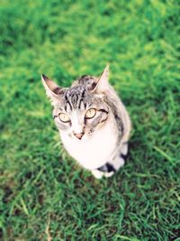 High angle view of cat on field