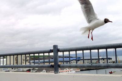 Seagull flying over sea against sky