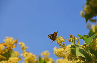 Low angle view of butterfly on yellow flower against clear blue sky