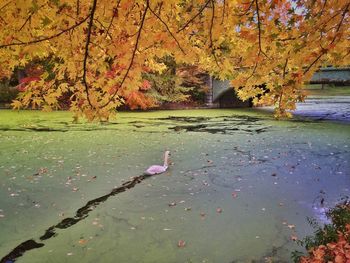 View of pond in autumn