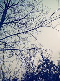 Low angle view of silhouette bare tree against sky