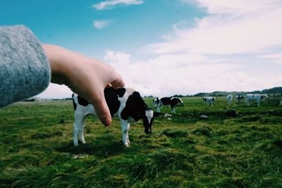 Optical illusion of cropped hand holding cow on grassy field