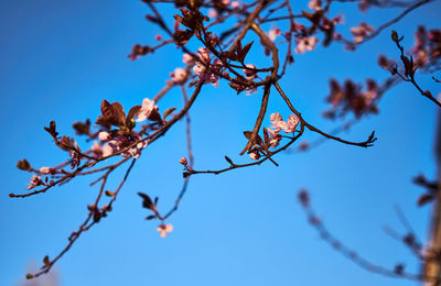 Low angle view of flowering plant against clear blue sky