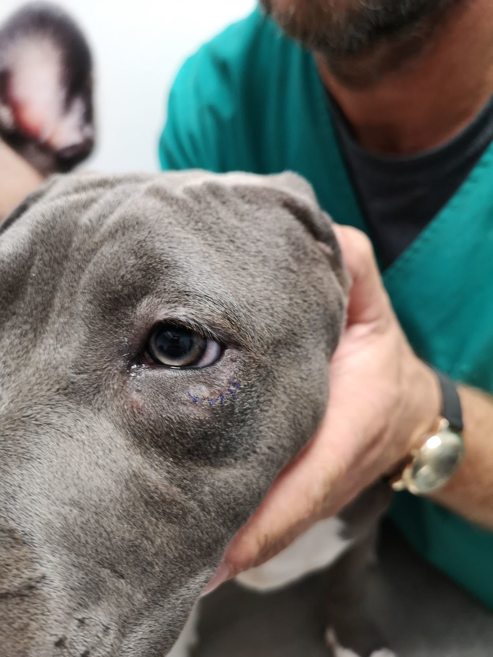 CLOSE-UP OF MAN WITH DOGS