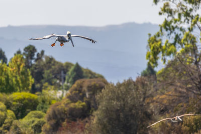 Low angle view of pelican flying in sky