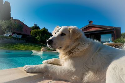 Dog looking at swimming pool against sky