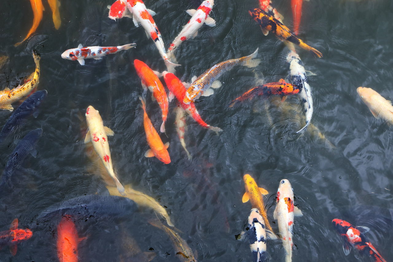 HIGH ANGLE VIEW OF KOI FISHES SWIMMING IN LAKE