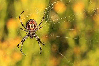 Close-up of spider on web