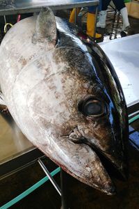 Close-up of fish in market