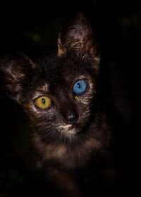 Close-up portrait of black cat with unique eyes