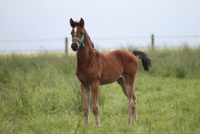 Horse standing on grassy field