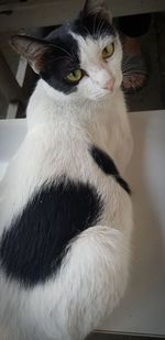 Close-up portrait of a cat