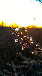 Close-up of flower tree against sky