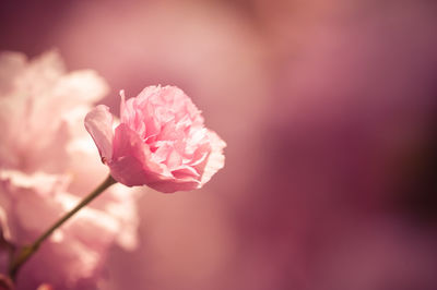 Close-up of pink rose