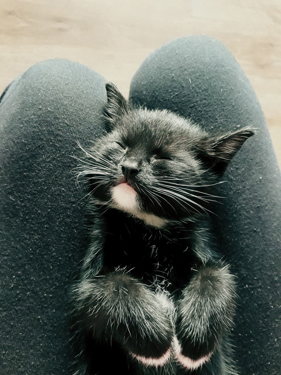 CLOSE-UP OF A CAT WITH EYES