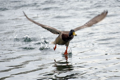 Splashing water