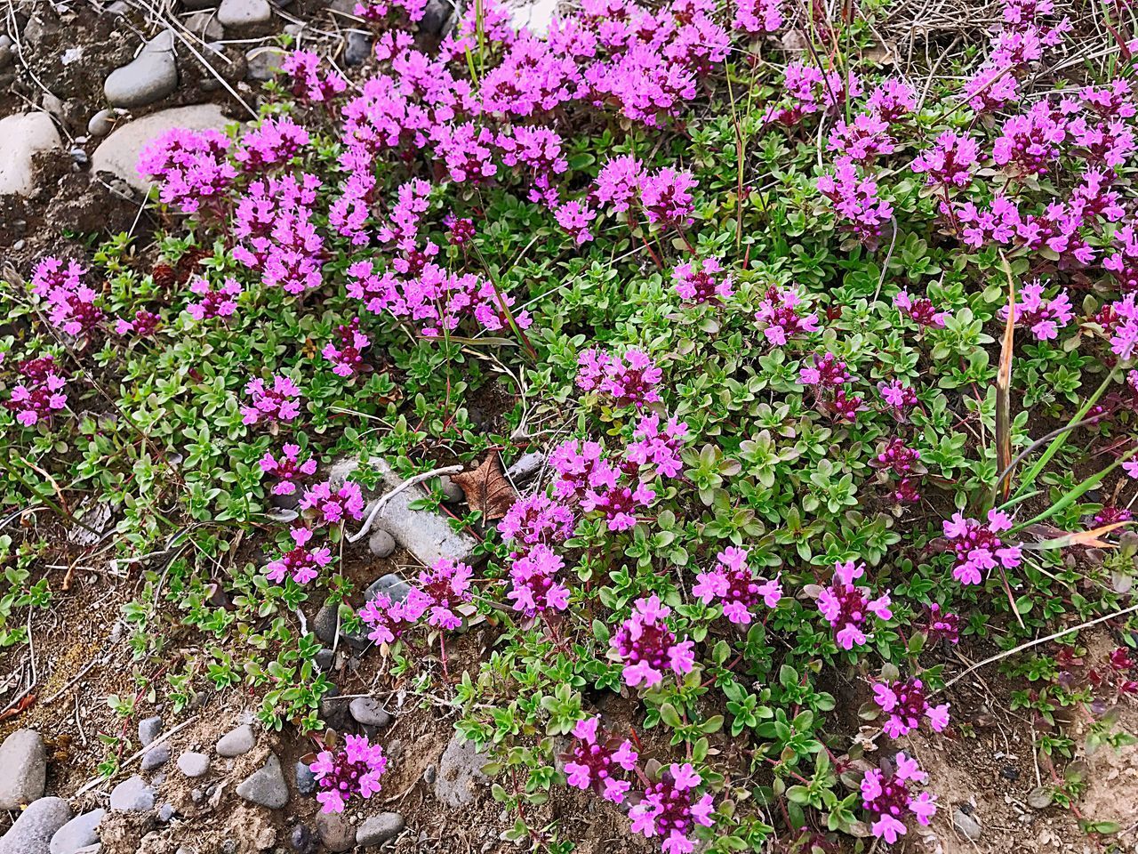 HIGH ANGLE VIEW OF PURPLE FLOWERS IN BLOOM