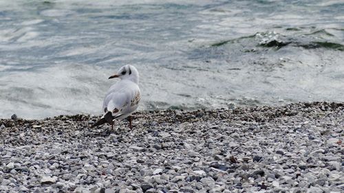 Close-up of seagull