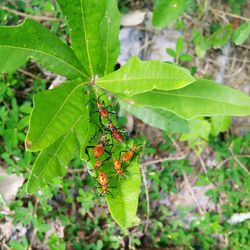 Close-up of insect on plant