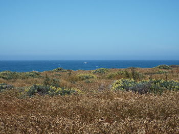 Scenic view of sea against clear sky