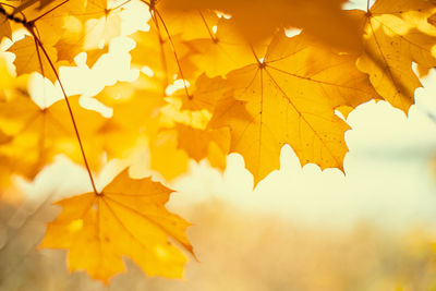 Close-up of yellow maple leaves