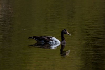 Ducks swimming in lake