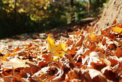 Surface level of fallen leaves on field