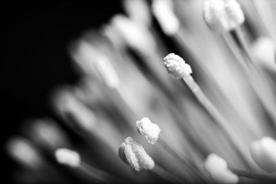 Close-up of flowering plant