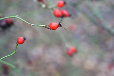 Close-up of ladybug on fruit