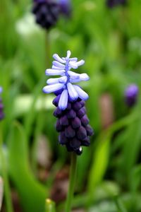 Close-up of grape hyacinth blooming outdoors