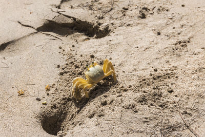 High angle view of shell on sand