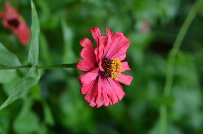 Close-up of pink flower