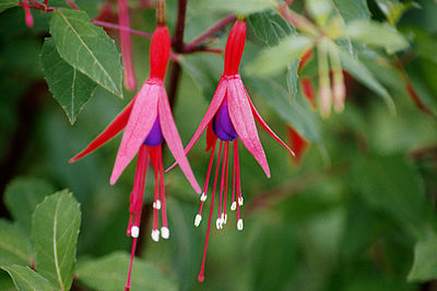 Close-up of red flowering plant