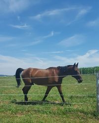Horse grazing on field against sky